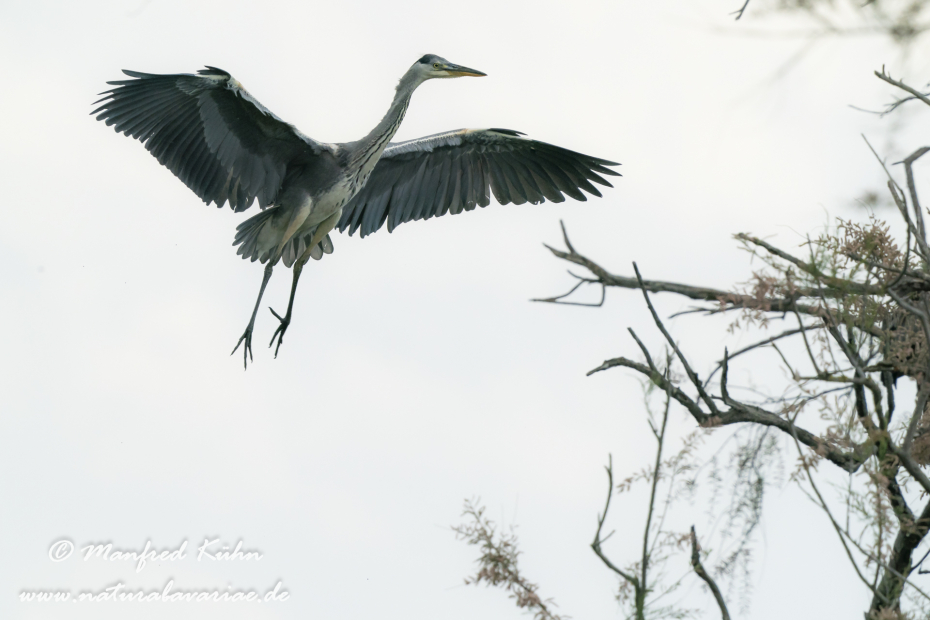 Graureiher ()_0181