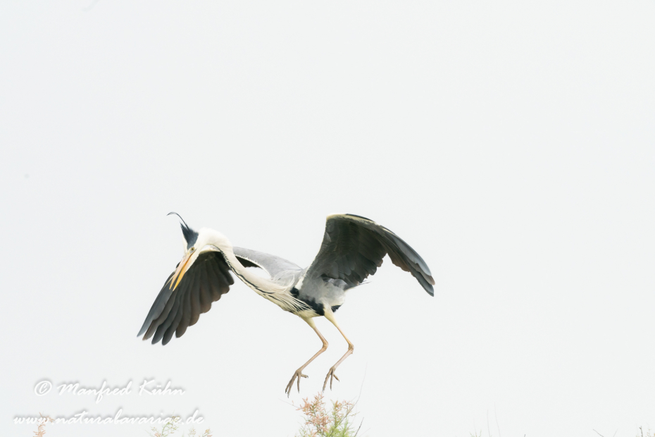 Graureiher ()_0185