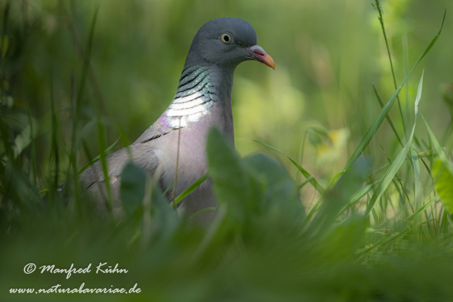 Ringeltaube ()_0099