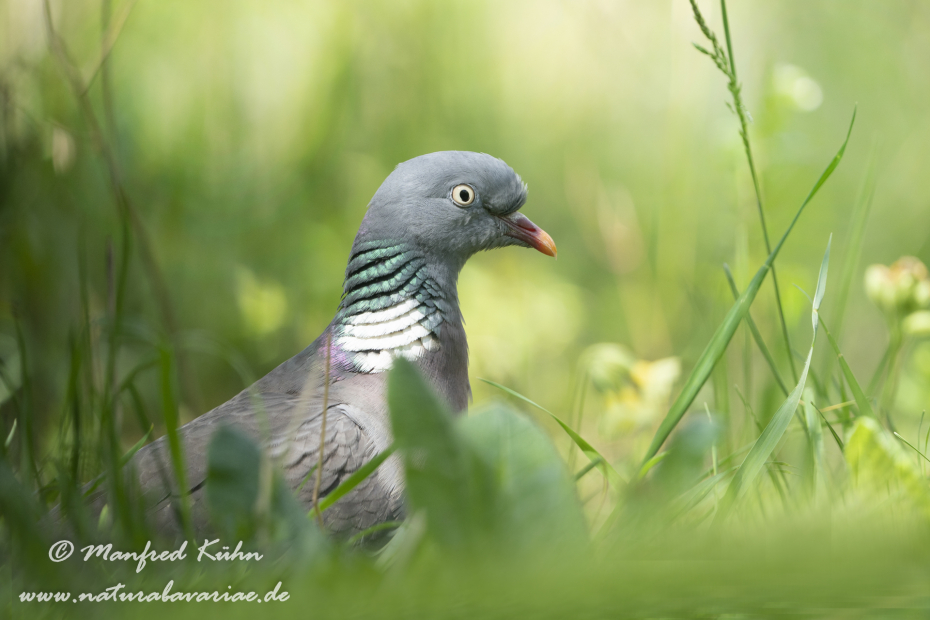 Ringeltaube ()_0102