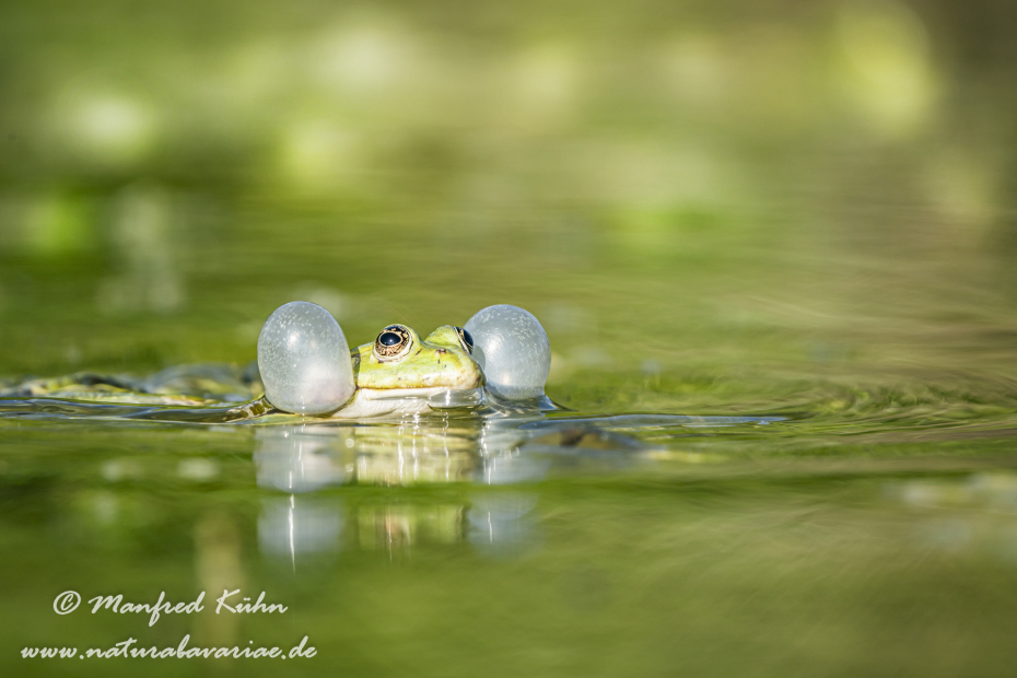 Seefrosch ()_0069