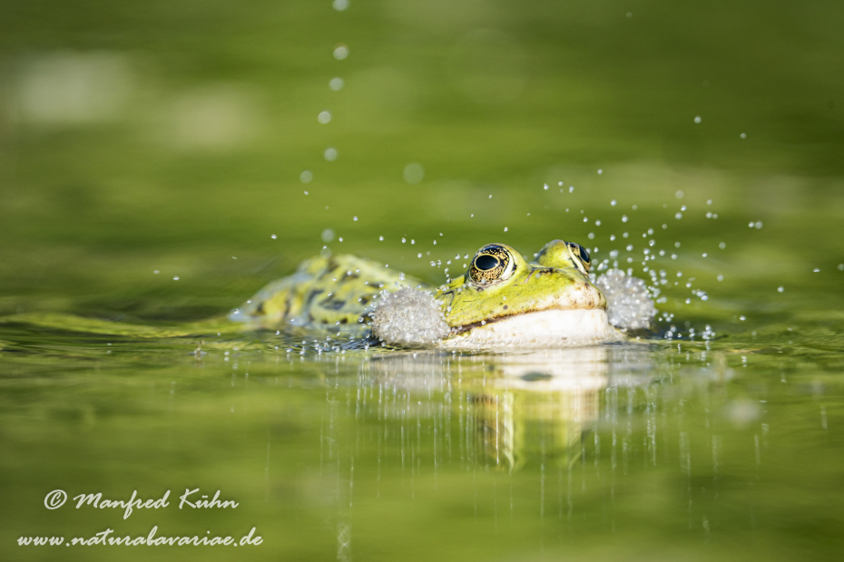 Seefrosch ()_0071