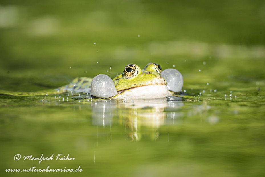 Seefrosch ()_0074