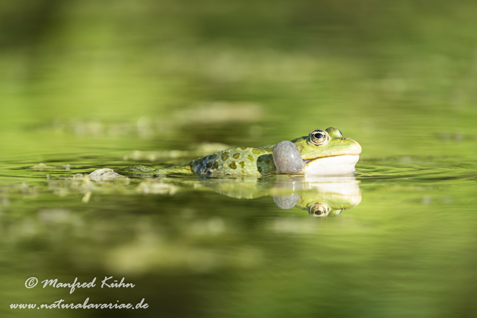 Seefrosch ()_0078
