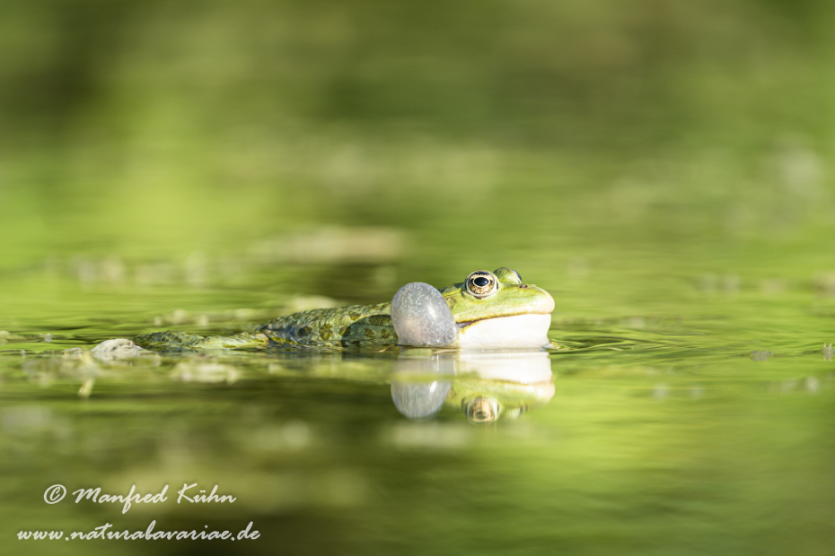 Seefrosch ()_0079