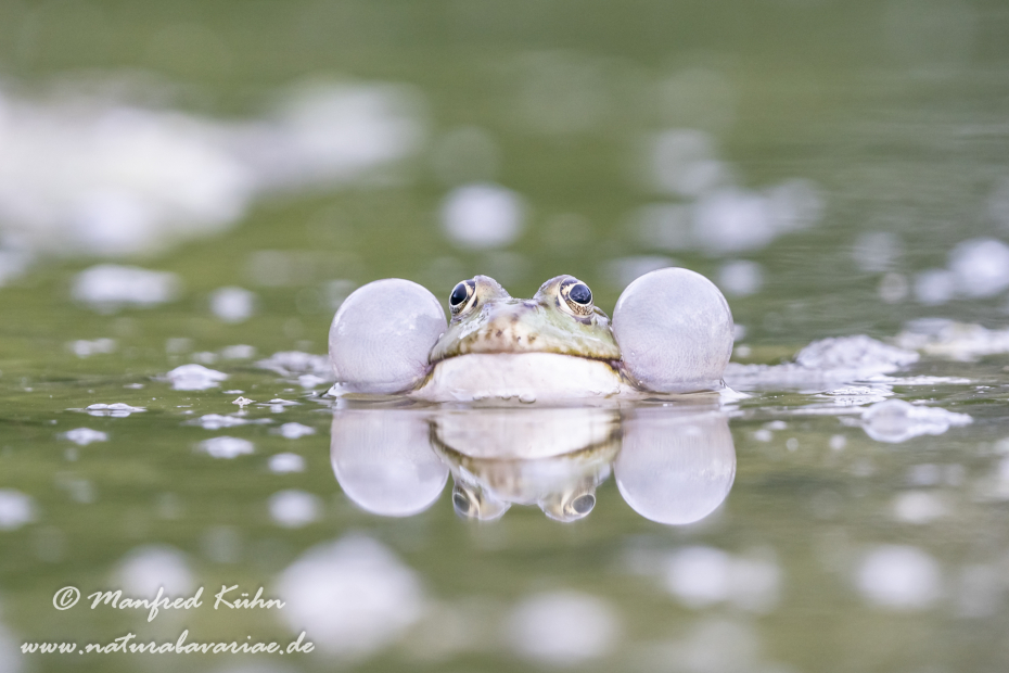 Seefrosch ()_0083