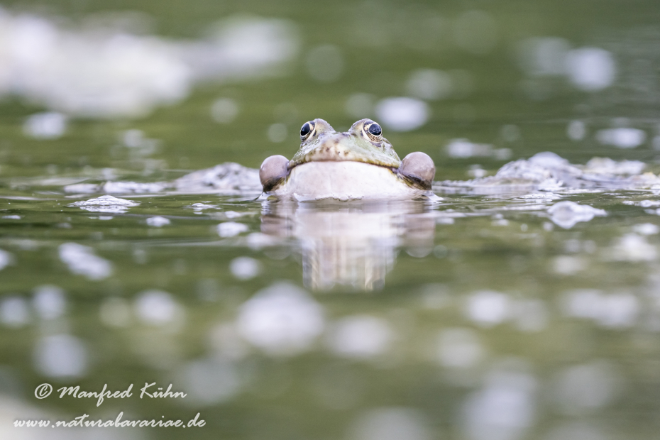 Seefrosch ()_0084