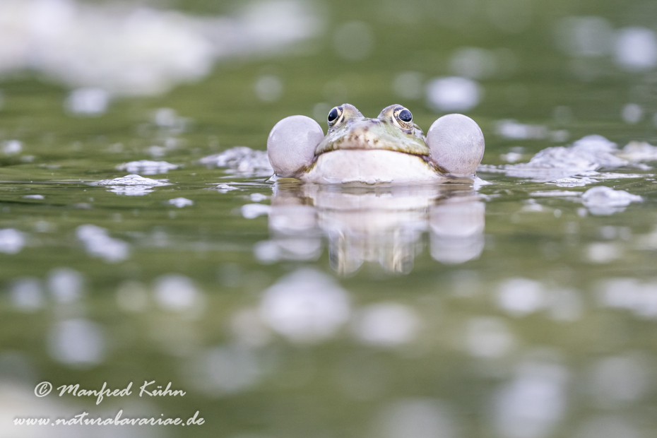 Seefrosch ()_0086