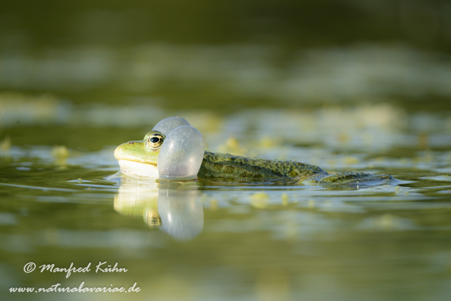 Seefrosch ()_0089