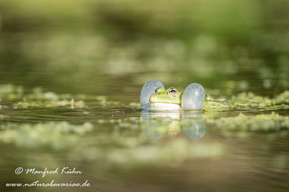 Seefrosch ()_0093