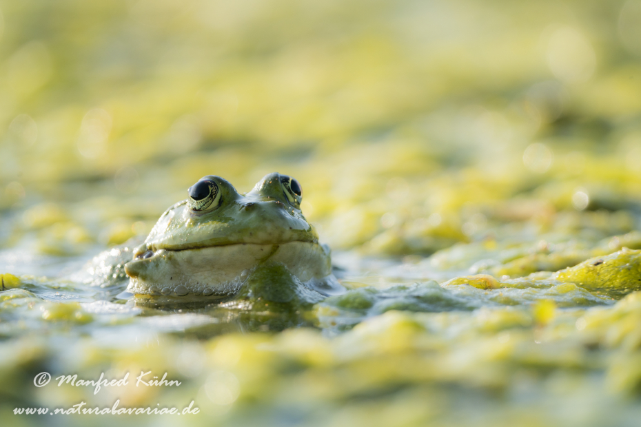 Seefrosch ()_0094