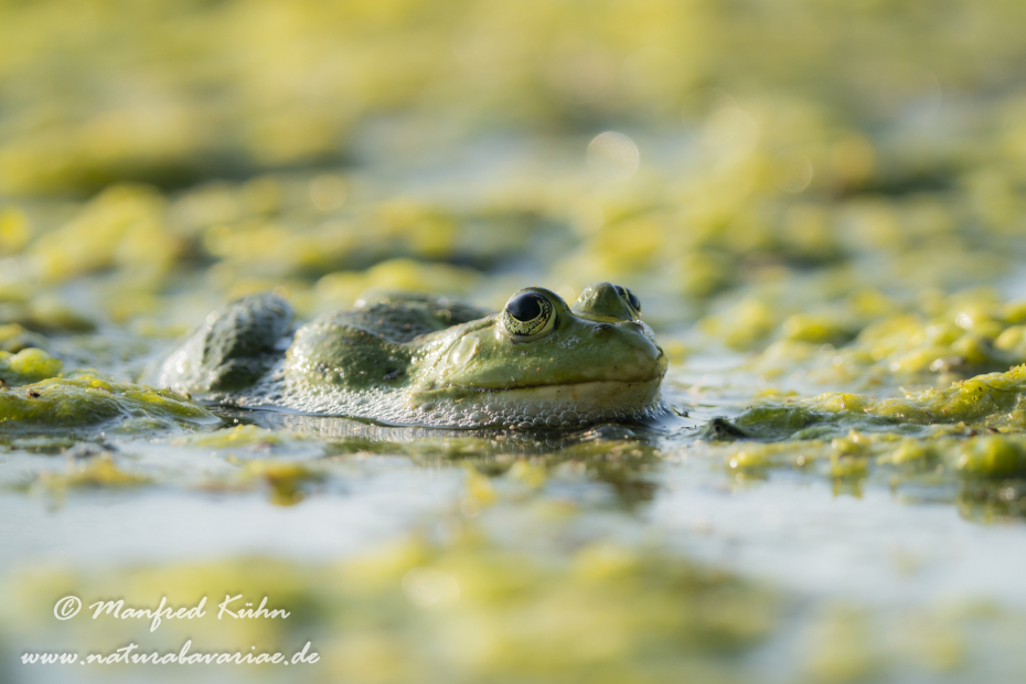 Seefrosch ()_0095