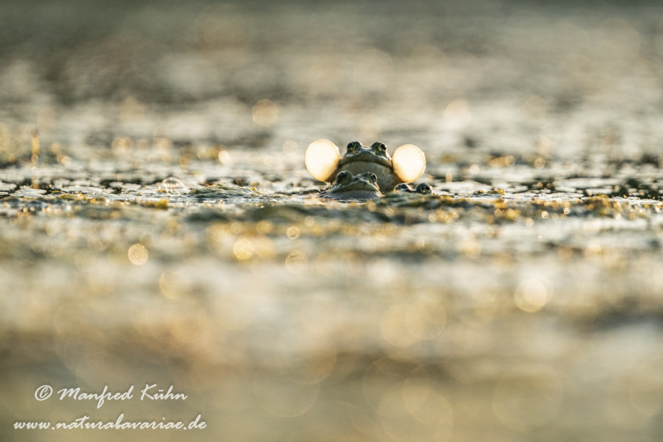 Seefrosch ()_0098