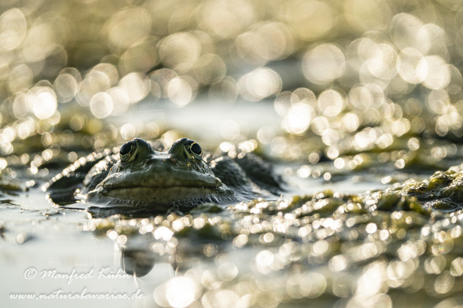 Seefrosch ()_0100