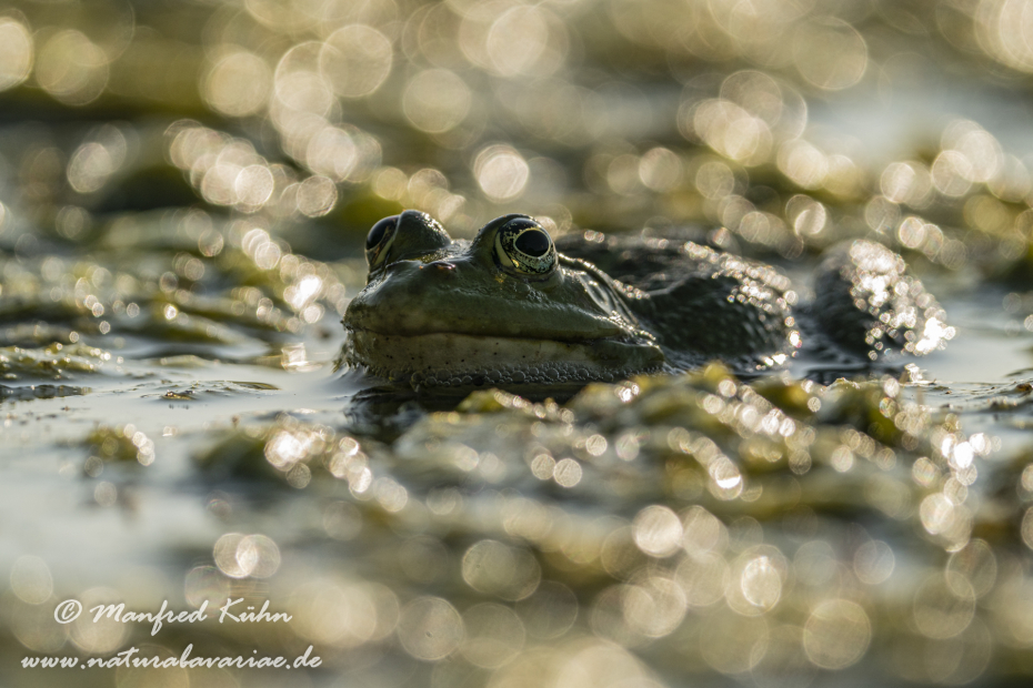 Seefrosch ()_0101