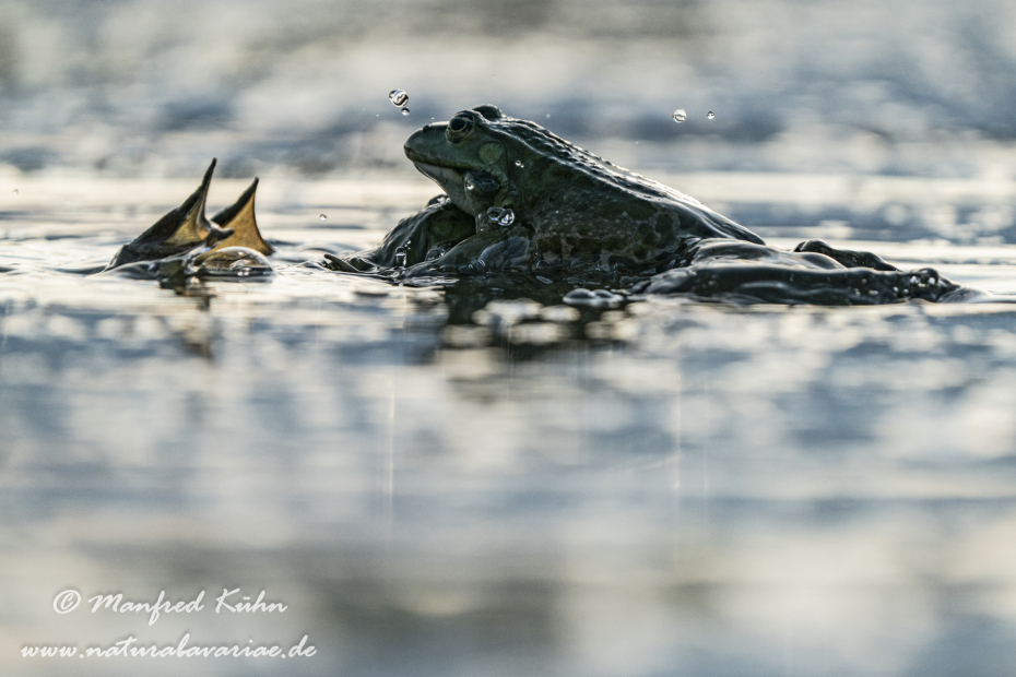 Seefrosch ()_0103