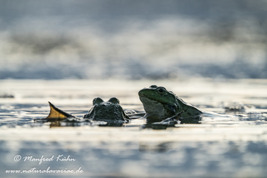 Seefrosch ()_0105