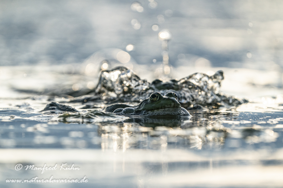 Seefrosch ()_0108