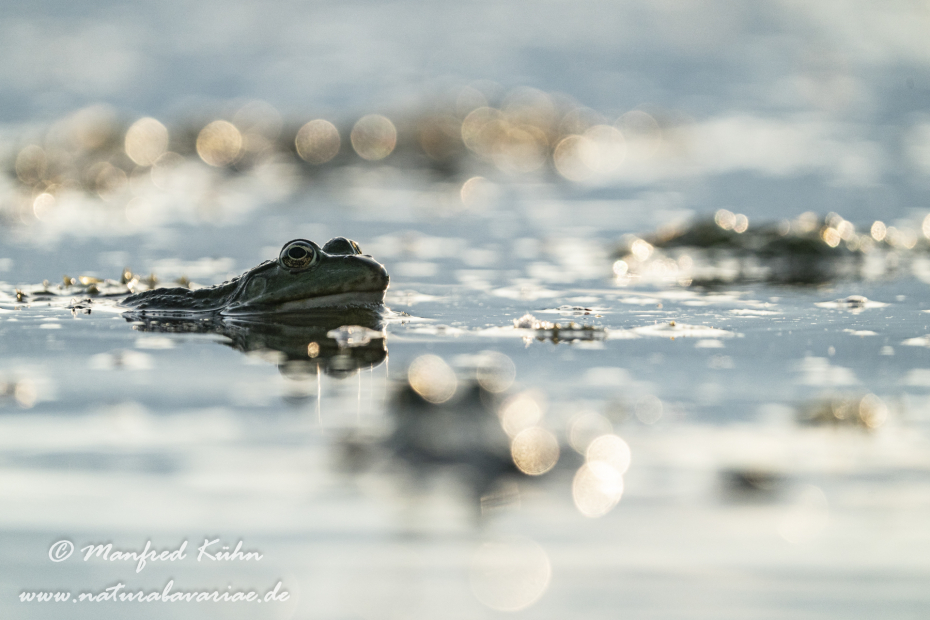 Seefrosch ()_0111
