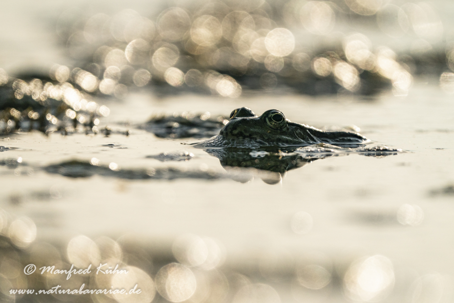 Seefrosch ()_0112