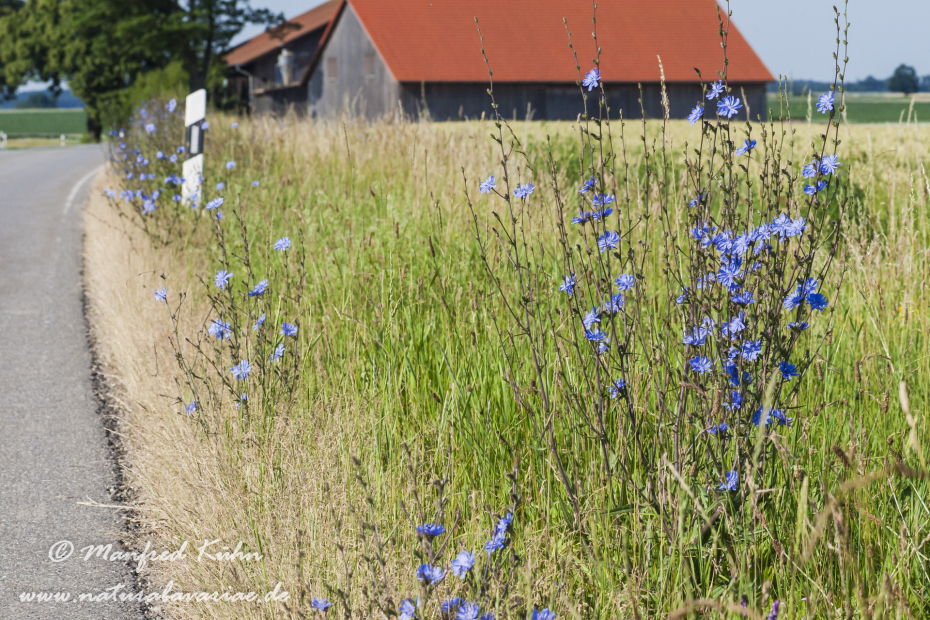 Wegwarte ()_0002