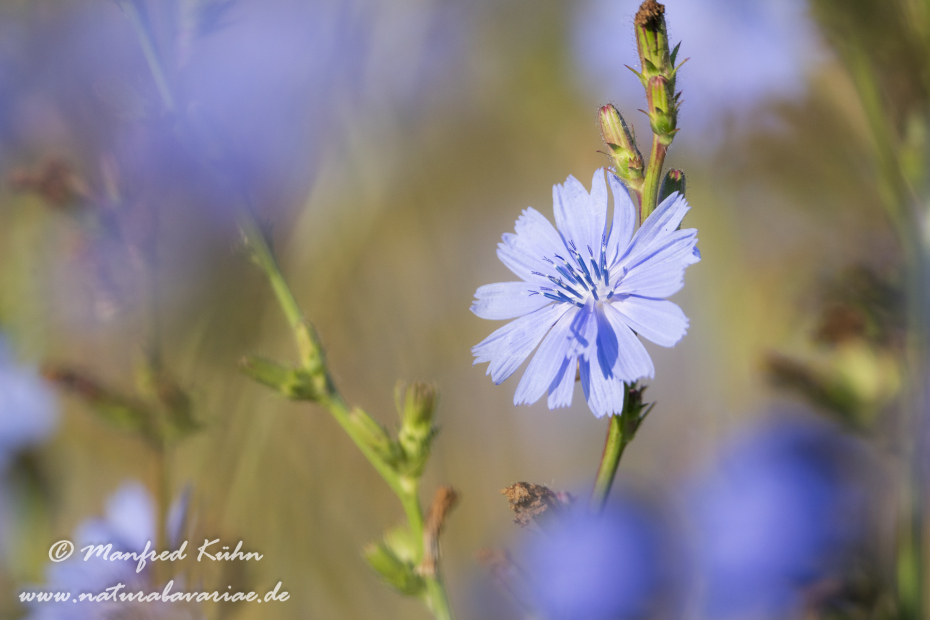 Wegwarte ()_0007