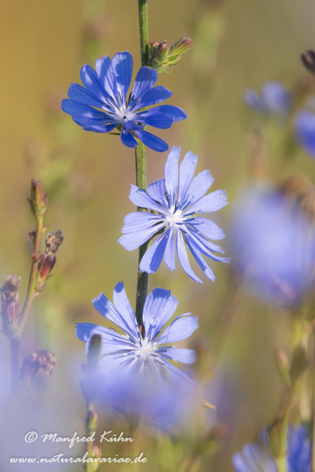 Wegwarte ()_0015