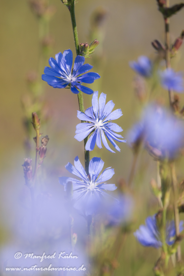Wegwarte ()_0016