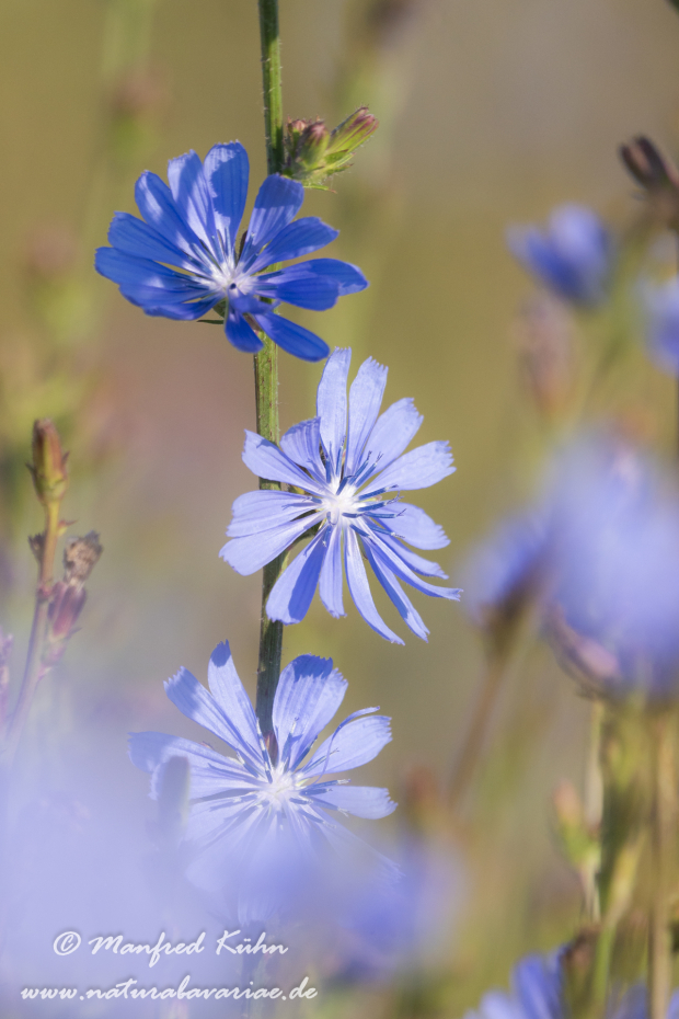 Wegwarte ()_0017