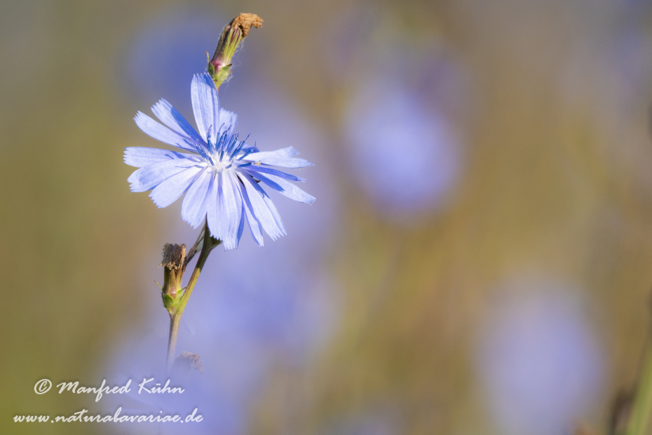 Wegwarte ()_0018