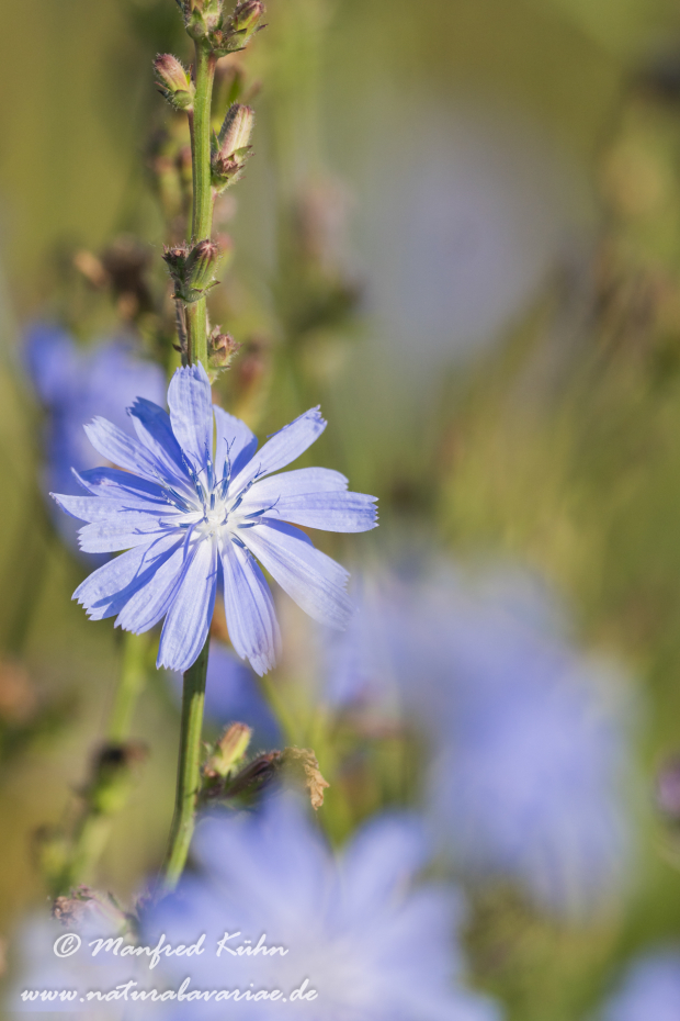 Wegwarte ()_0029