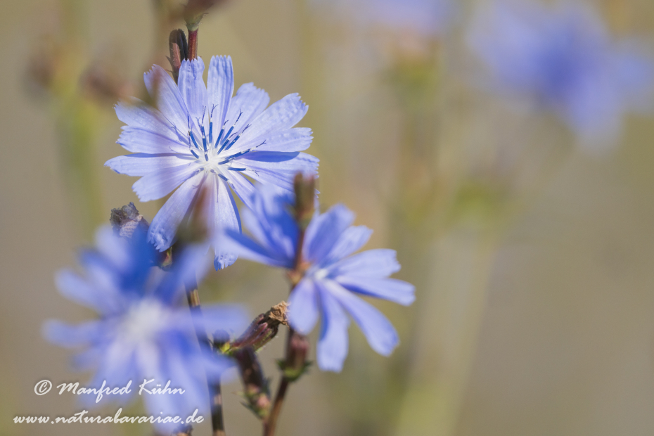 Wegwarte ()_0030