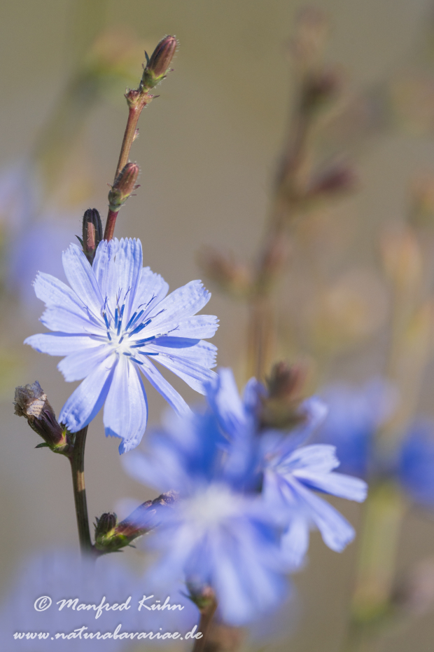 Wegwarte ()_0031