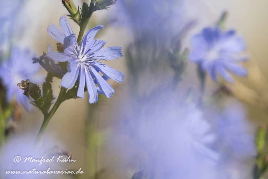 Wegwarte ()_0032