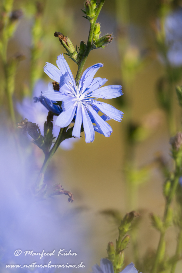 Wegwarte ()_0035