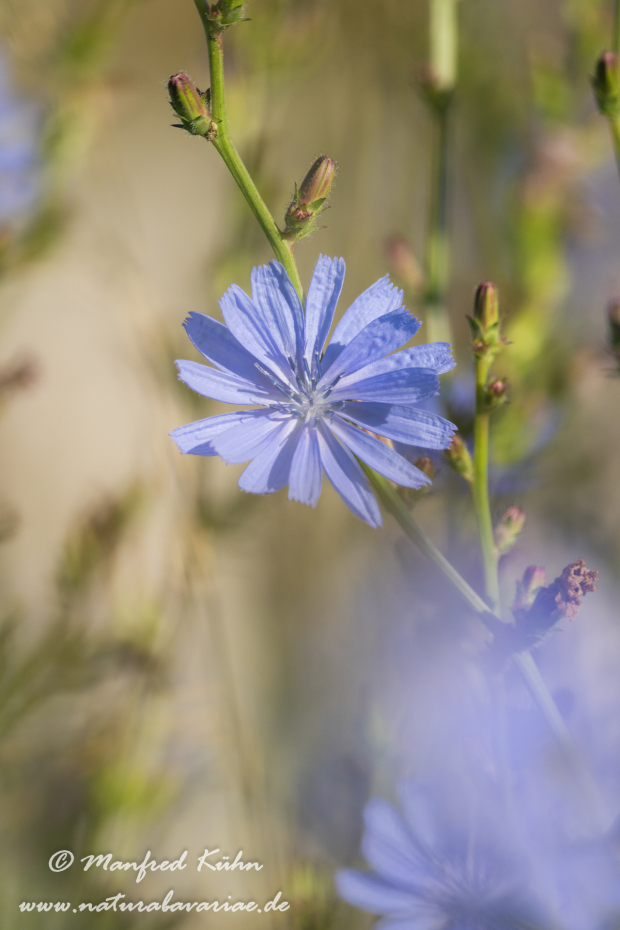 Wegwarte ()_0036