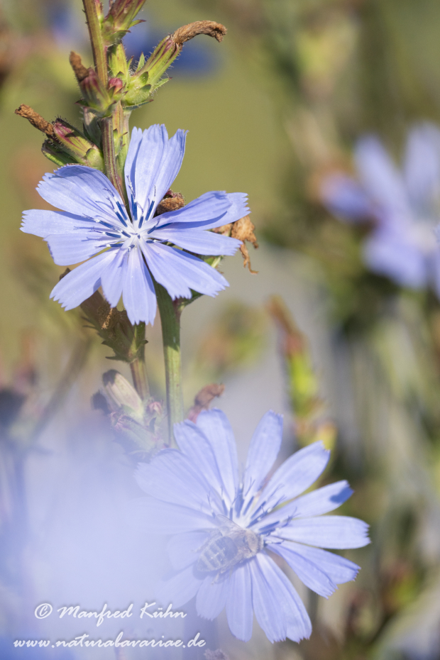 Wegwarte ()_0037