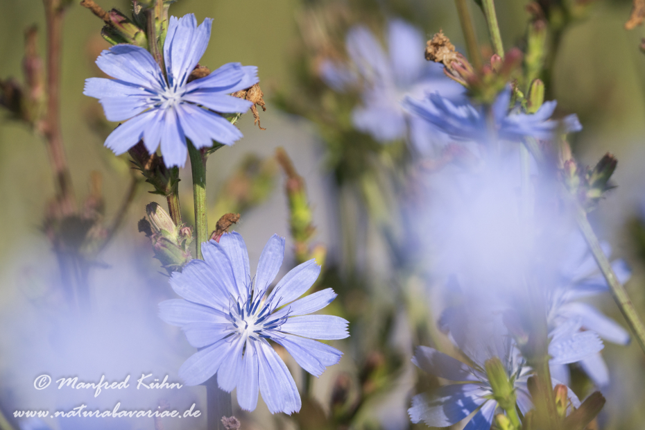Wegwarte ()_0041