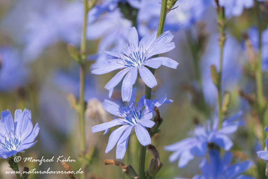 Wegwarte ()_0045