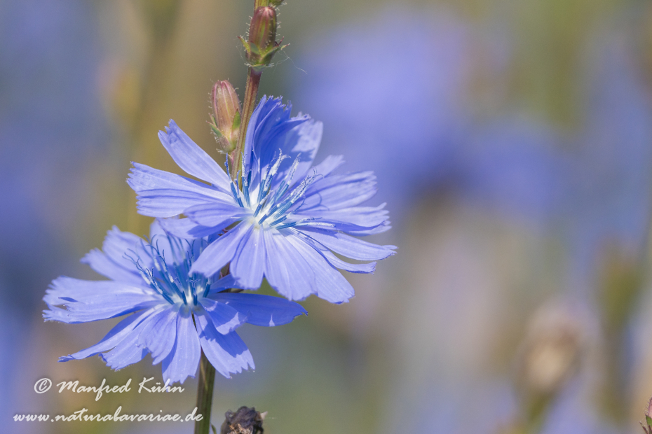 Wegwarte ()_0047