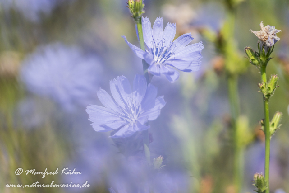 Wegwarte ()_0049