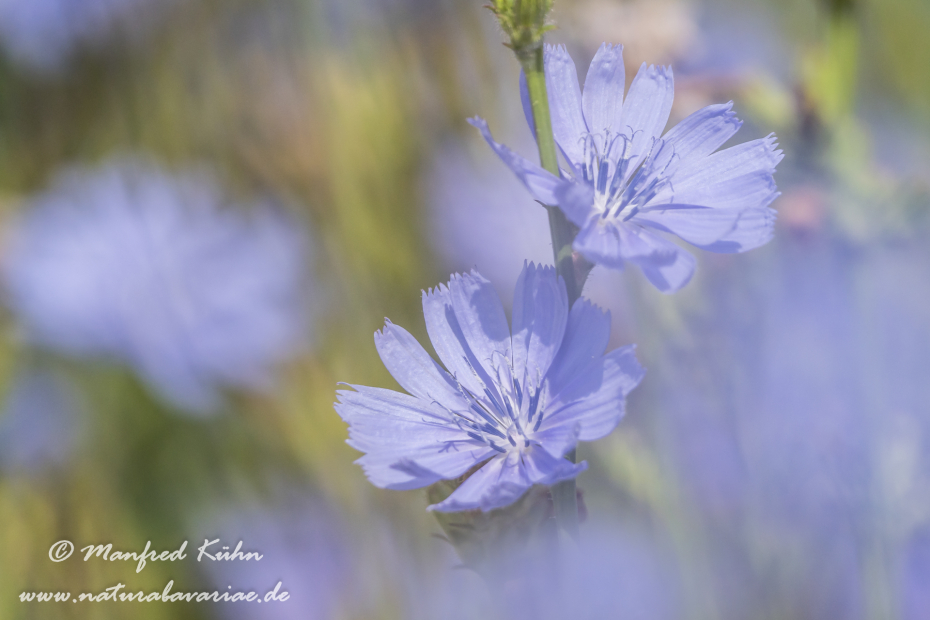 Wegwarte ()_0050