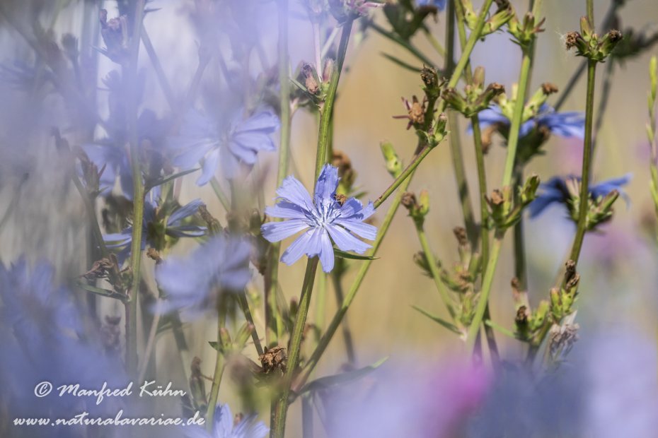 Wegwarte ()_0057