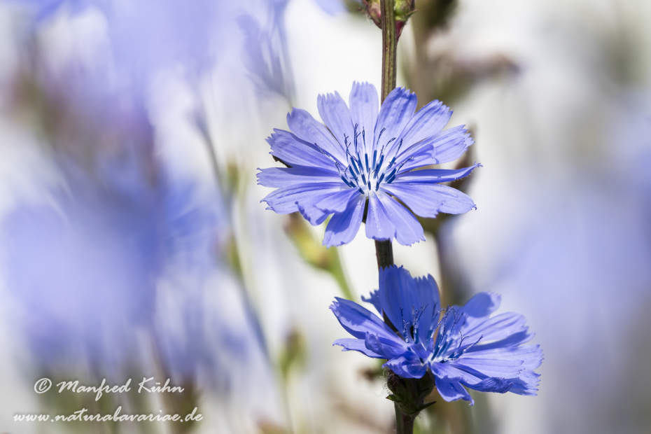 Wegwarte ()_0062