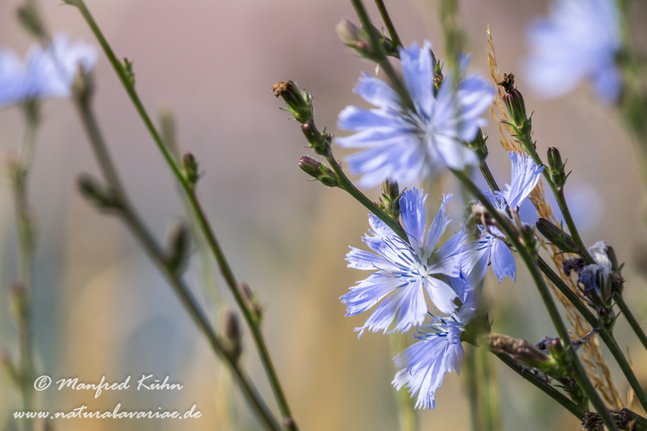 Wegwarte ()_0072