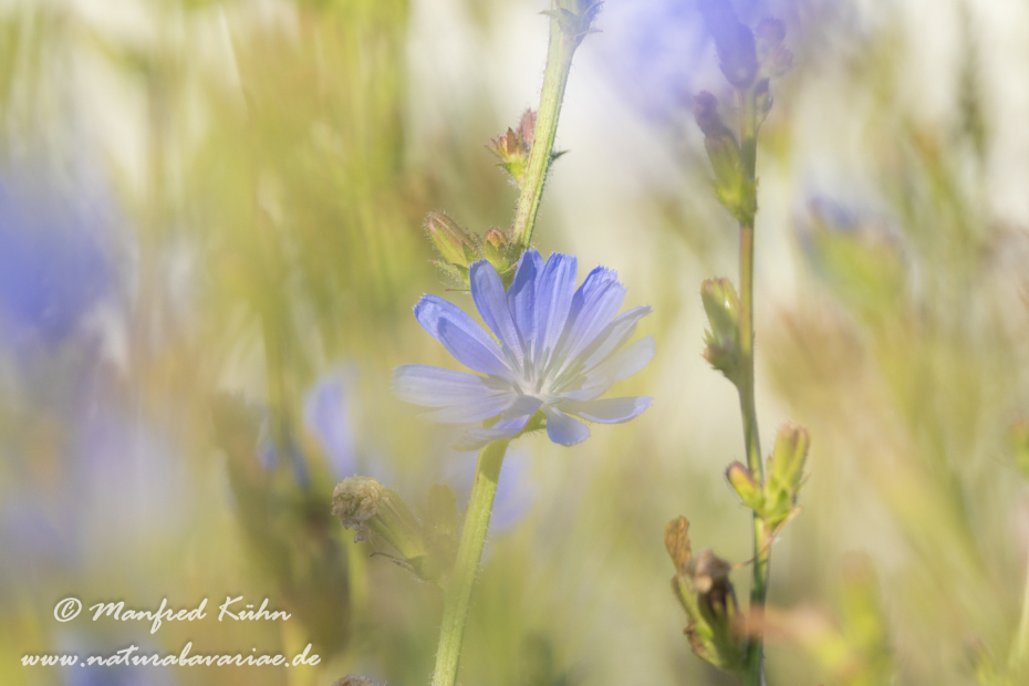 Wegwarte ()_0074