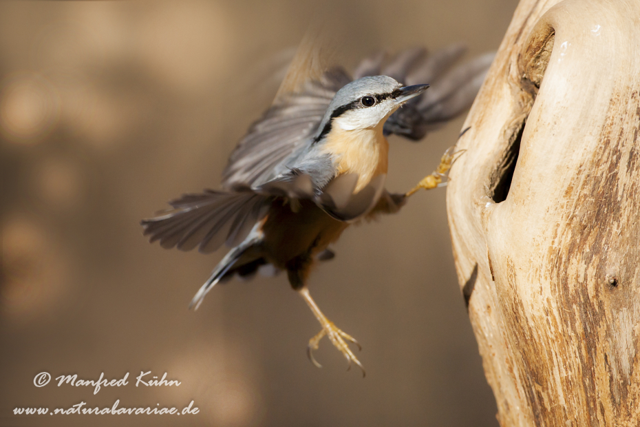 Kleiber ()_0072