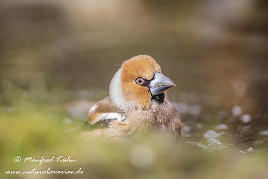 Kernbeisser ()_0046