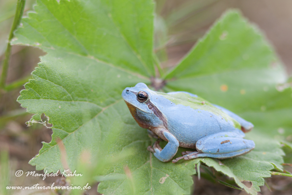 Laubfrosch (Mittelmeer-)_0004