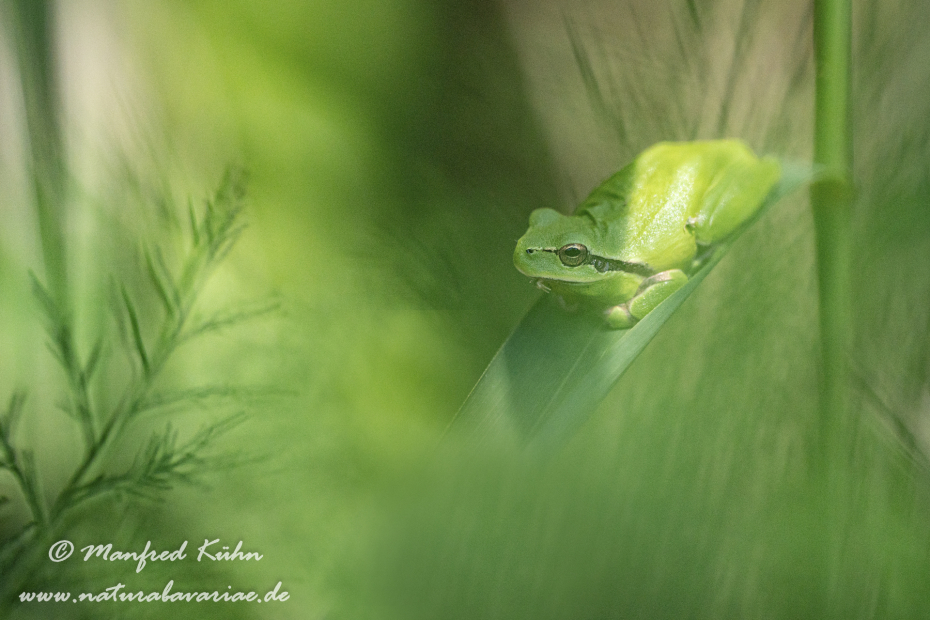 Laubfrosch (Mittelmeer-)_0057
